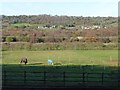 Grazing horses at Hooper's Farm in BS21 7AG