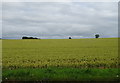 Cereal crop off the A4361 in SN4 9LX