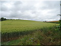 Cereal crop near East Kennett in SN8 4EZ