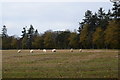 Sheep (Dunecht estate) in AB32 7DB