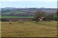 Horses near Gallow Hill in LE16 7FD