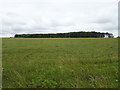 Grazing and woodland south of Netheravon in SP4 9RJ