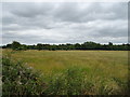 Grassland near Brigmerston in SP4 8JX