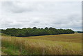Farmland and woodland, Durrington in SP4 8RF