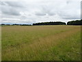 Grassland near Woodhenge in SP4 8LY