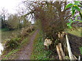 Towpath along the Market Harborough Arm of the Grand Union Canal in LE16 7FD