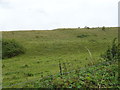 Hillside grazing, Camp Down in SP2 9GH