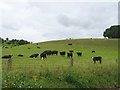 Cattle near Camp Down in SP4 6AE