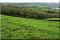 Belt of trees below Castle Farm in BS41 8LU