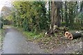 Tree surgery by National Cycle Route 81 in TF2 9GW