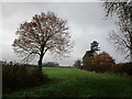 Autumn sown field, High Cross in NG14 7FQ