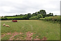 Herefordshire pasture east of Brimfield in SY8 4AS