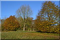 Autumnal trees beside the footpath, south of Wilton in SP2 0LT