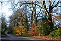 Autumn leaves on South Street, Bulbridge in SP2 0LT