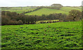 Valley below North Huish in TQ10 9NN