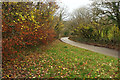 Autumn leaves, Brushford in TQ9 7LX