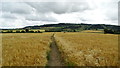 On field path from Eckington towards Woollas Hall Farm in WR10 3DH