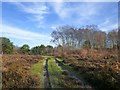 Heathland in November, Castle Bottom NNR (2) in RG27 0QA