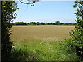 Cereal crop off Bridgwater Road (A370) in BS24 9JQ