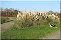 Pampas Grass in the Park in BR2 8DP