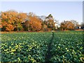 Footpath through a brassica crop, Lyde Green in RG27 9BH