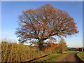 Oak by a bridleway, Stoke Doyle in Stoke Doyle