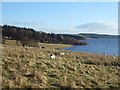 Sheep grazing beside the Derwent Reservoir in DH8 9PT