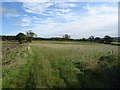 Grassland off Barnsley Road (A635) in S75 4AL