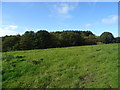 Grazing towards woodland in S75 4BA