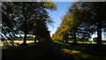 Tree-lined avenue, northwest of Park Lodge, Welbeck Park in Norton, Cuckney, Holbeck and Welbeck