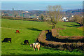 East Budleigh : Countryside Scenery in EX9 7AA