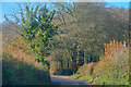 Bicton : Country Road in EX9 7BR
