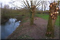 Pollarded willows by the Ouzel in MK10 9TY