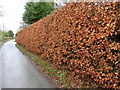 Beech hedge at Tilstone House in CW6 9HN
