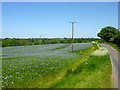Linseed field by Tawney Lane in CM16 7PU