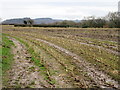 Field of maize stubble in CW6 0EQ