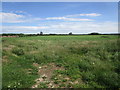 Field near Wadenhoe Lodge in Wadenhoe