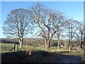 Wintry trees beside Whiteside Bank in NE44 6EX