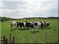 Field of Bullocks near Thurcroft in S66 9BE