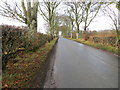 Hedge and tree-lined road near to Balring Cottage in AB42 4AF