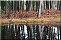 Woodland and pond at The Warren in St. Leonards and St. Ives