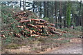 Felled trees, Avon Heath Country Park in St. Leonards and St. Ives