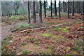 Forest floor, Whitehouse Wood in BH24 2BA