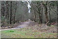 Woodland path, Hurn Forest in BH24 2FB