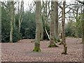 Woodland, Pyrford Common in GU22 8BB