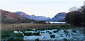 Sheep grazing at west end of Loweswater in CA13 0SU
