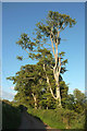 Roadside trees, Dennington in EX32 0QD