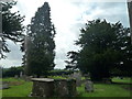 Trees at St. Bartholomew's Church (Docklow) in HR6 0RX