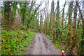Helston : Woodland Path in TR12 7PR