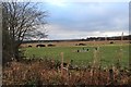 Paddock near Mains of Netherley in AB39 3QN